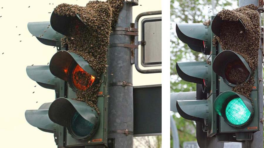 當(dāng)蜜蜂愛上交通信號(hào)燈